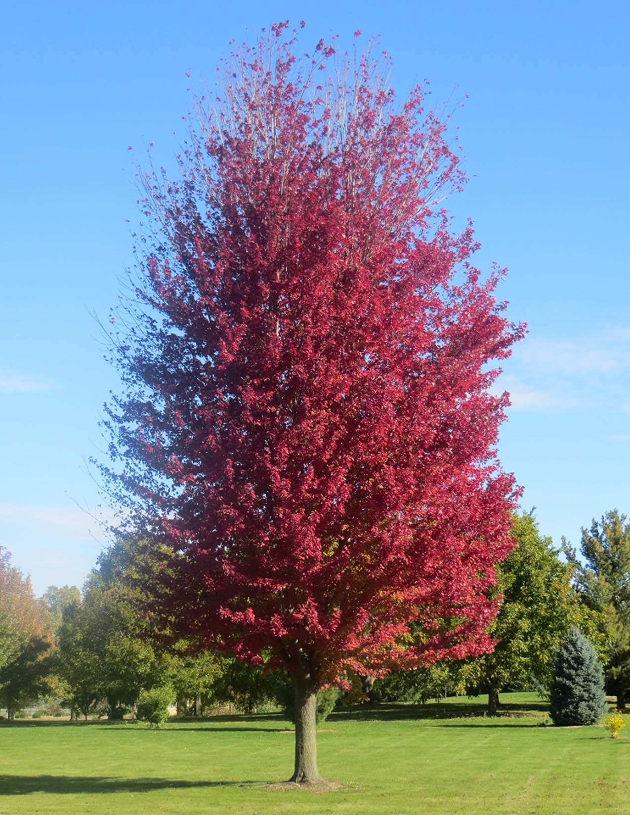 Acer x freemanii 