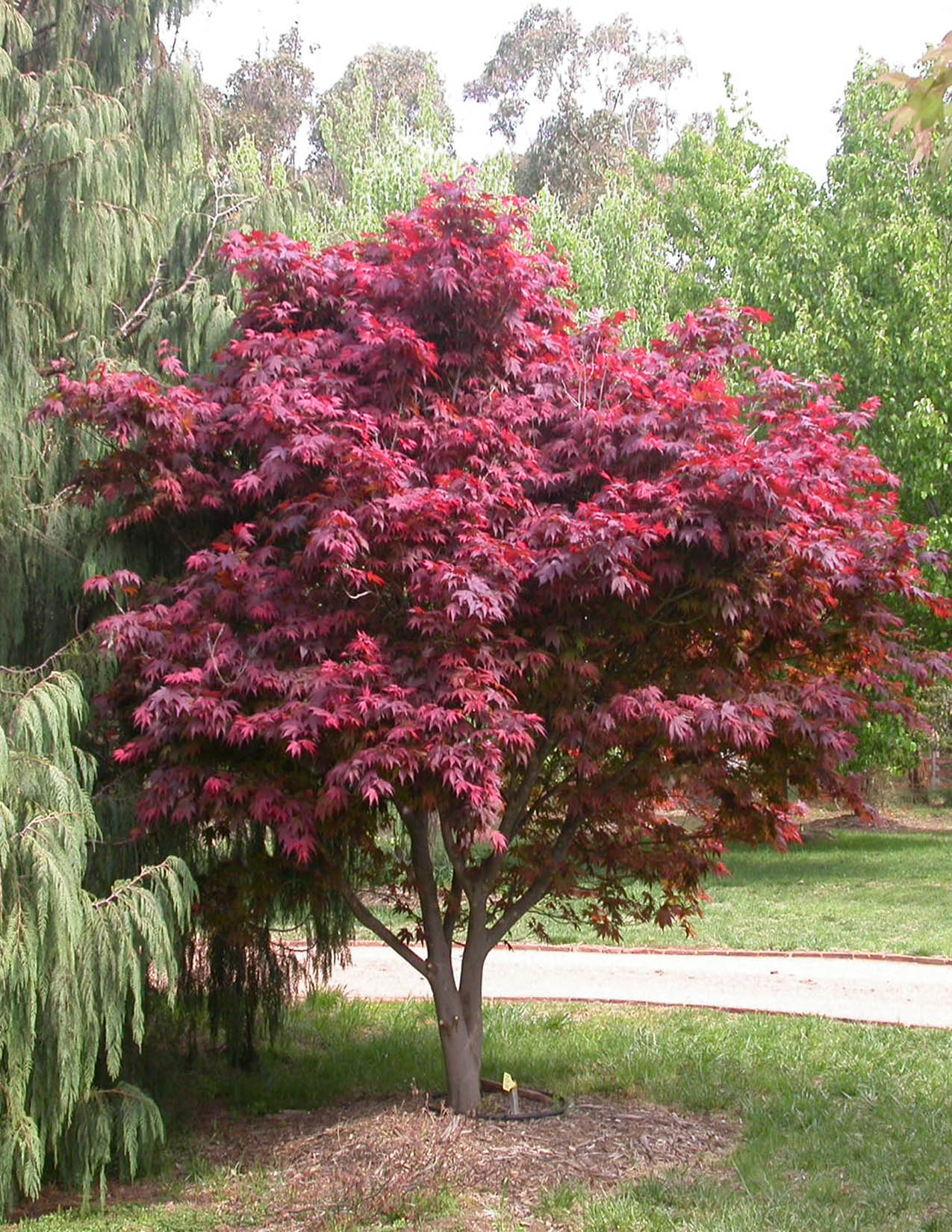 Acer Palmatum Atropurpureum Rable Japonais Atropurpureum Les