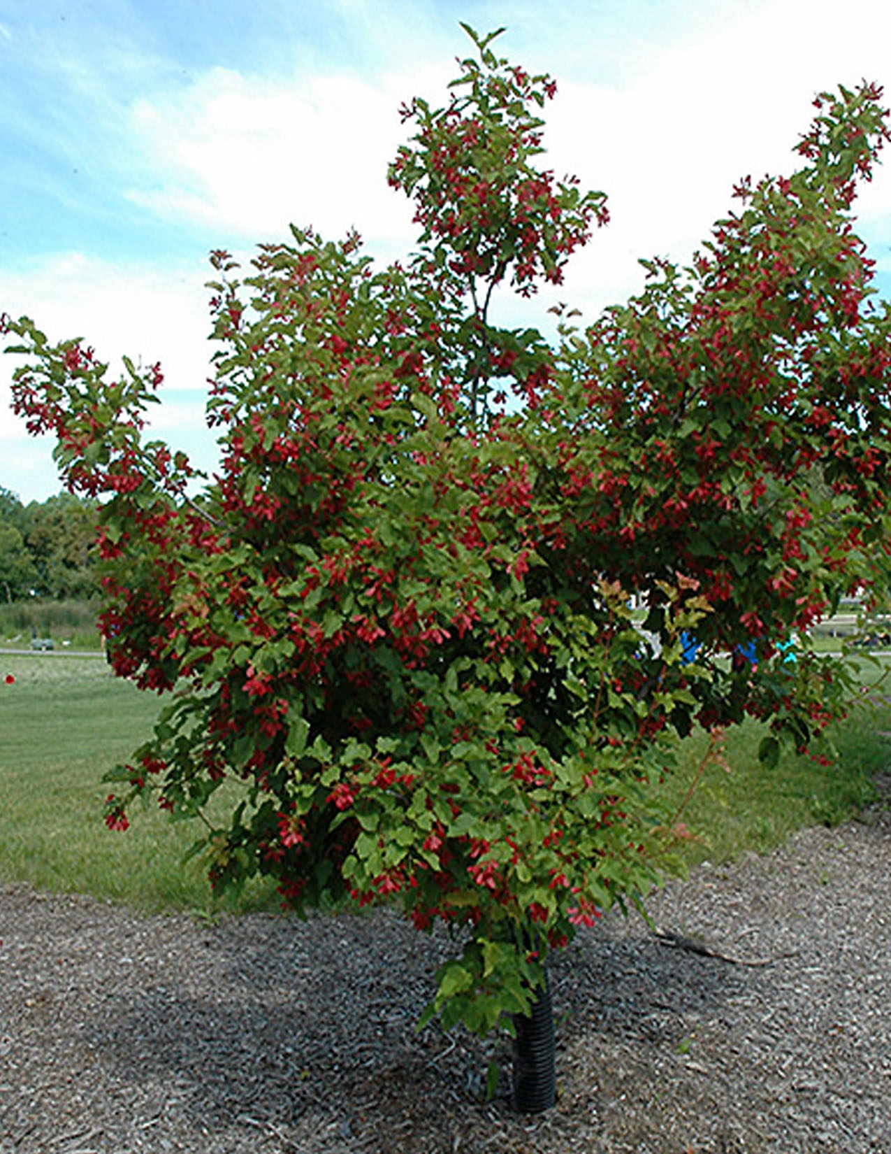 Acer tataricum 