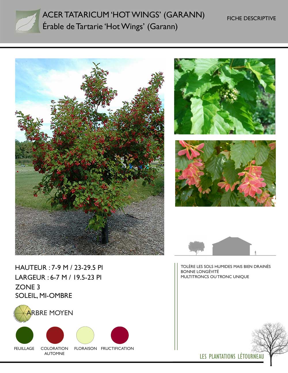 Acer tataricum 