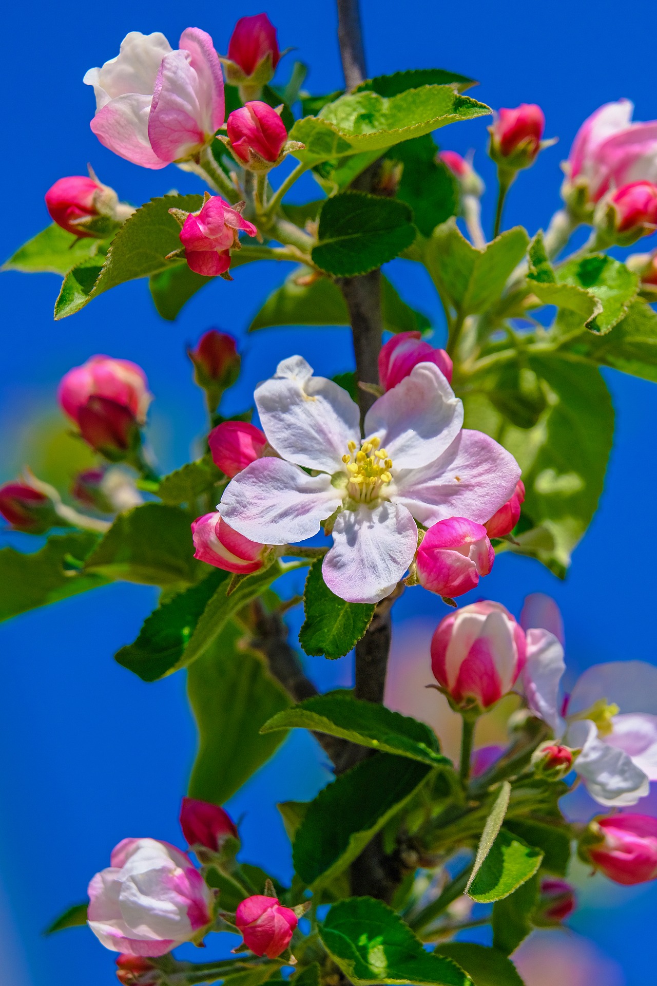 苹果花 盛开的苹果树 花 - Pixabay上的免费照片 - Pixabay