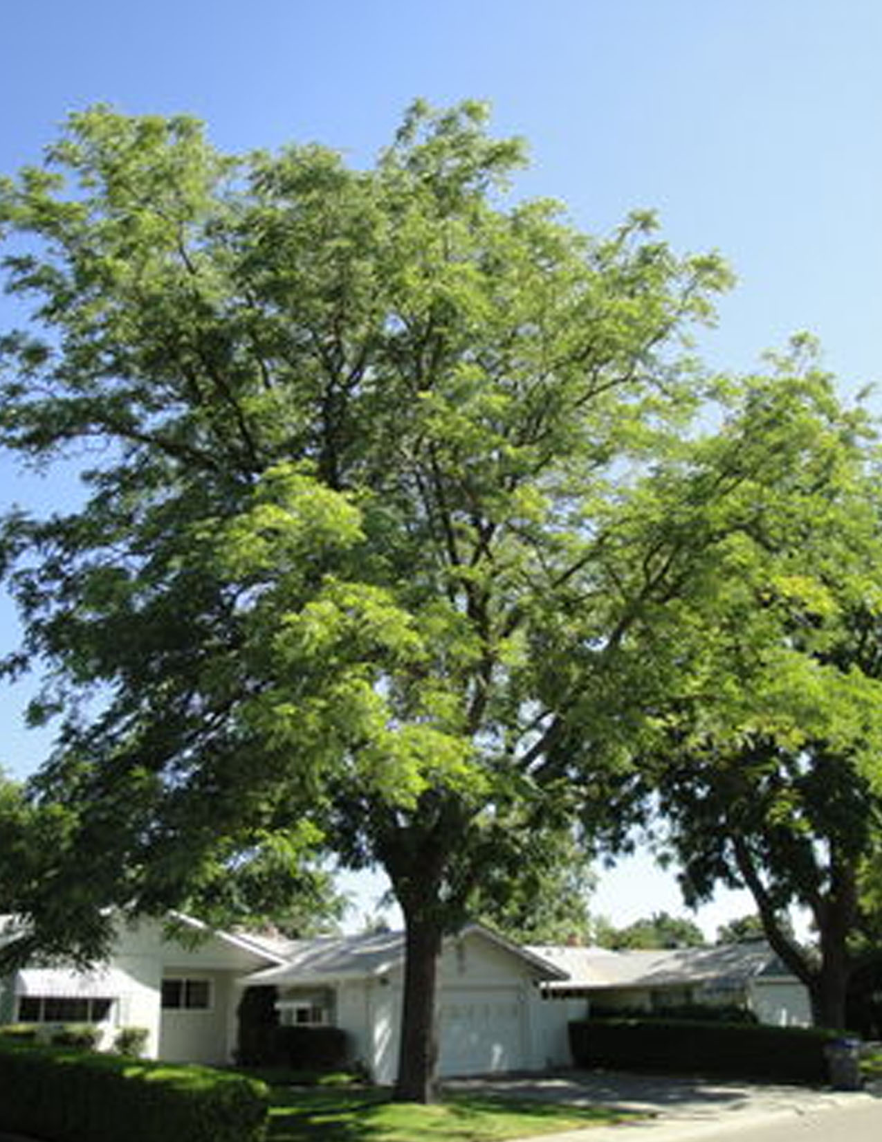 Gymnocladus dioicus 'Espresso'Chicot du Canada 'Espresso' Les