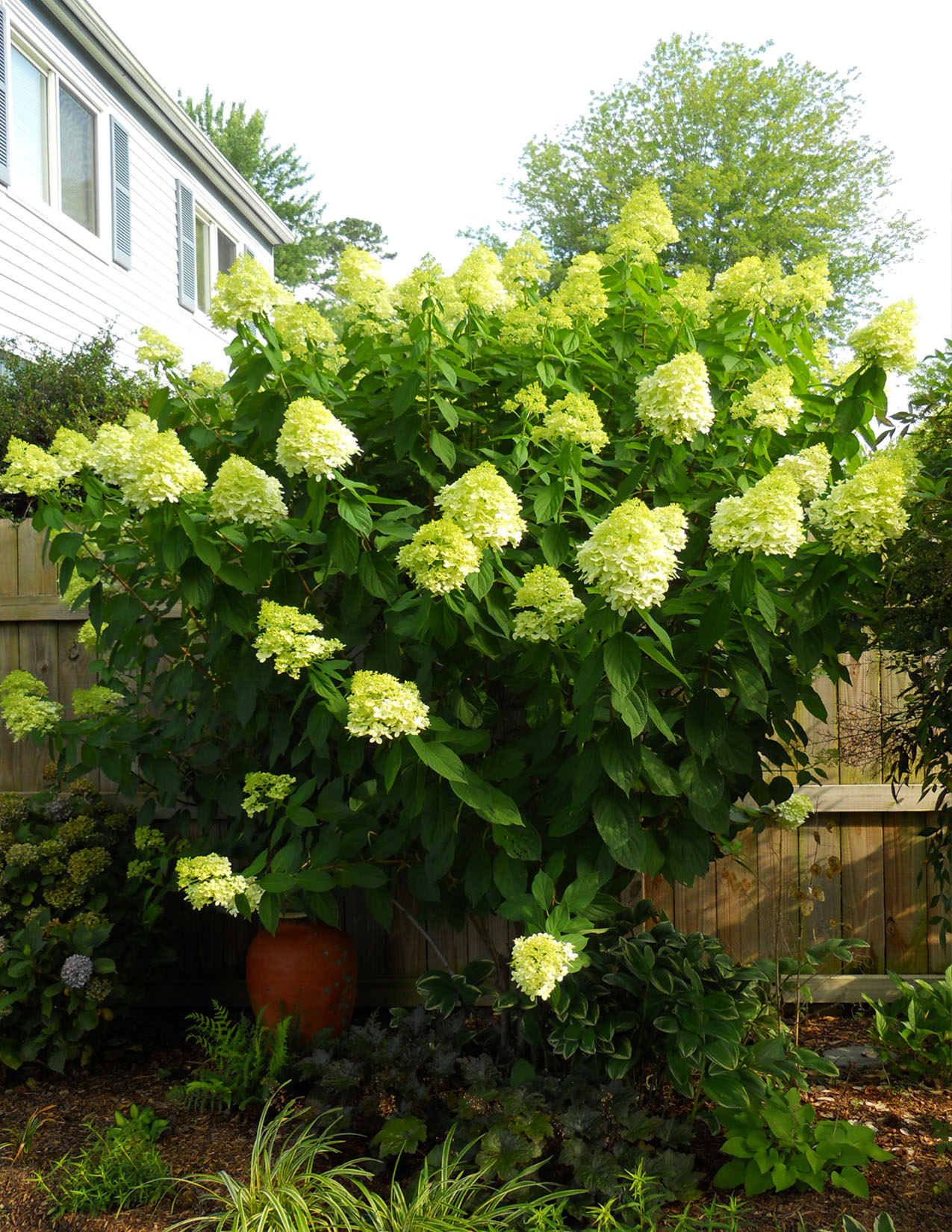 Hydrangea paniculata 'Limelight' STGHydrangée paniculée 'Limelight' sur