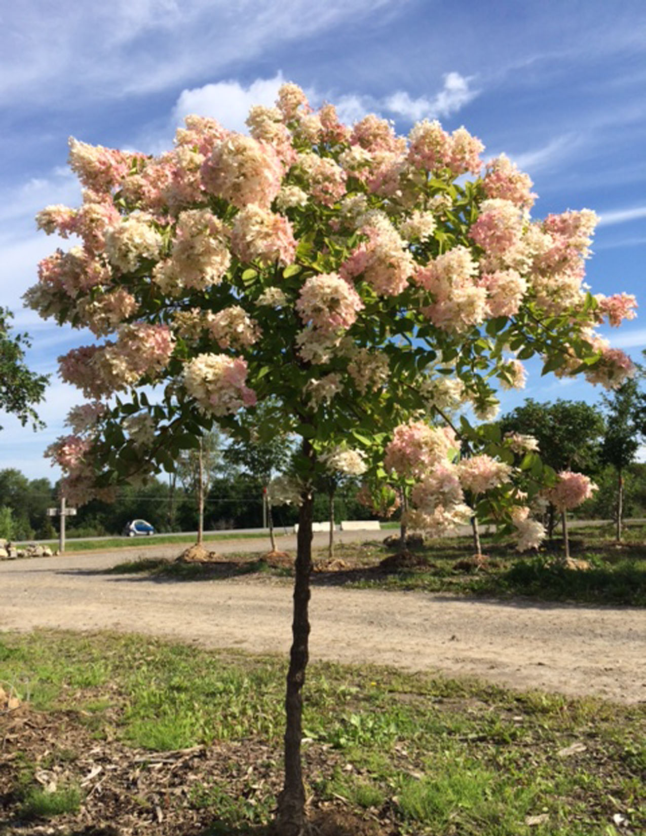 Hydrangea paniculata 