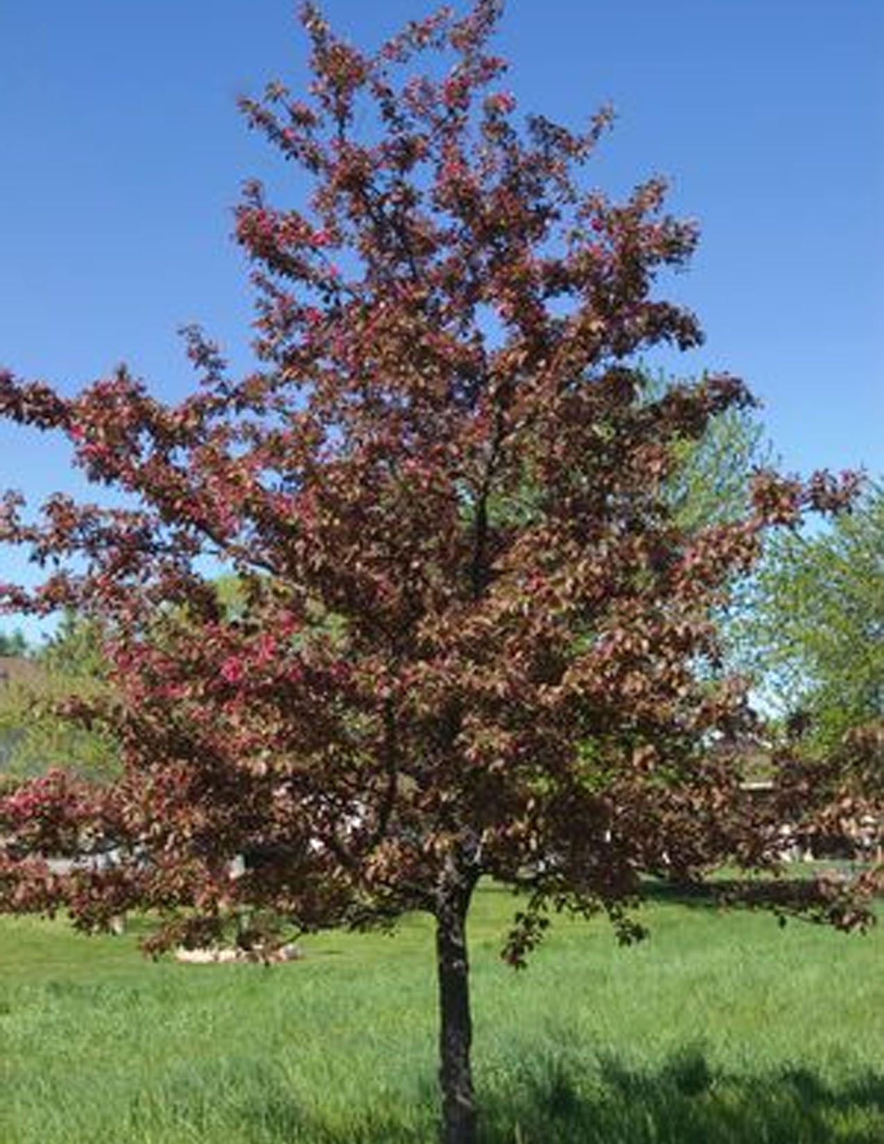 Malus ‘Royalty’Pommetier ‘Royalty’ - Les Plantations Létourneau