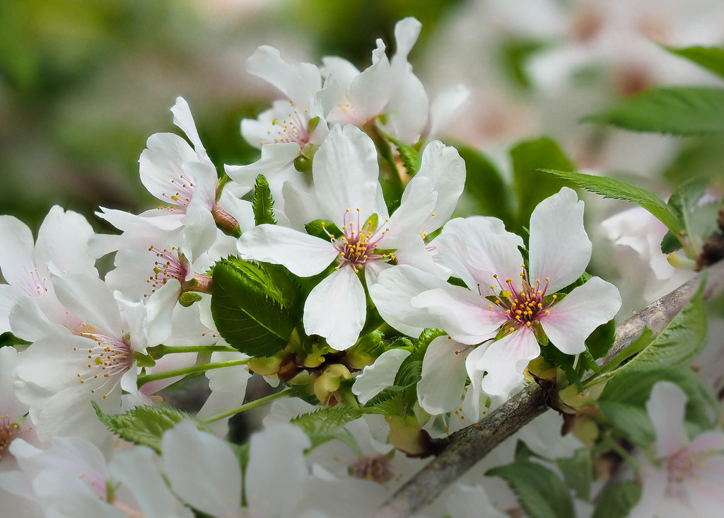 Prunus x 'Snow Fountains' (Snofozam)Cerisier à fleurs du Japon 'Snow