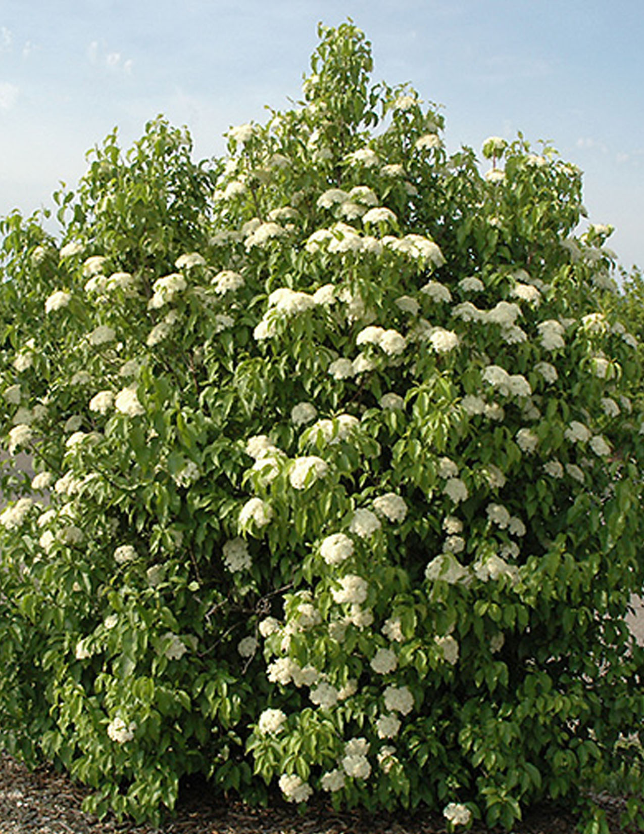 Viburnum lentago Viorne lentago Les Plantations Létourneau