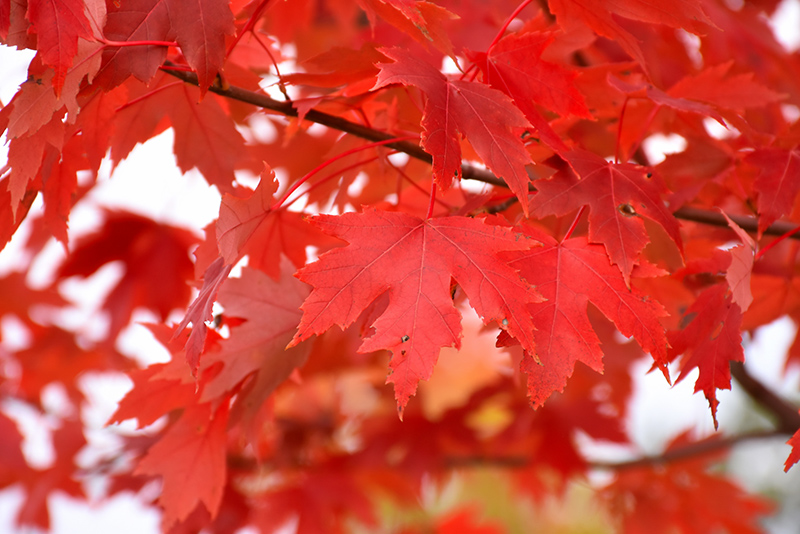 Feuille automne Feuille automne