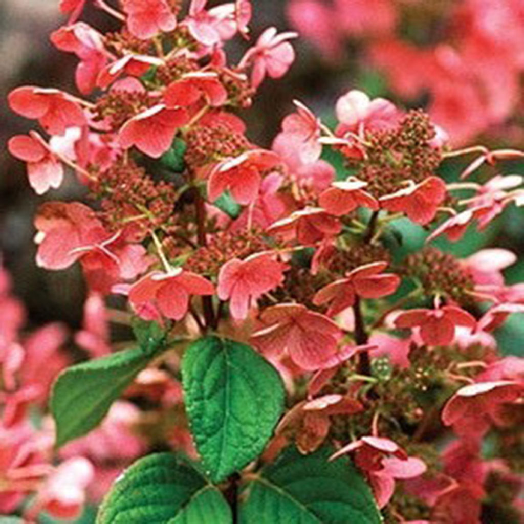 Hydrangea paniculata 'Quick Fire' STGHydrangée paniculée 'Quick Fire' sur tige Les Plantations