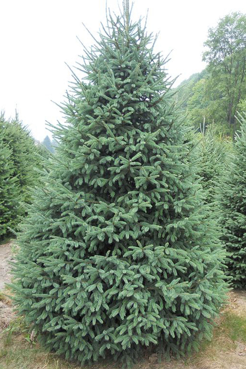picea-glauca Picea glauca
