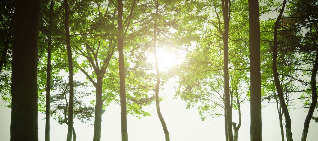 arbres feuillus