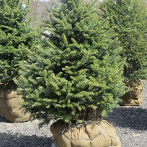 Abies balsamea