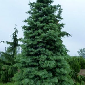 Abies concolor