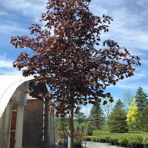 Acer platanoides 'Crimson King'