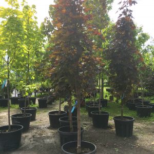 Acer platanoides 'Crimson Sentry'