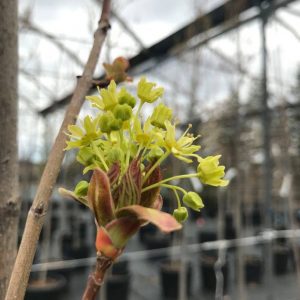 Acer platanoides 'Emerald Queen'