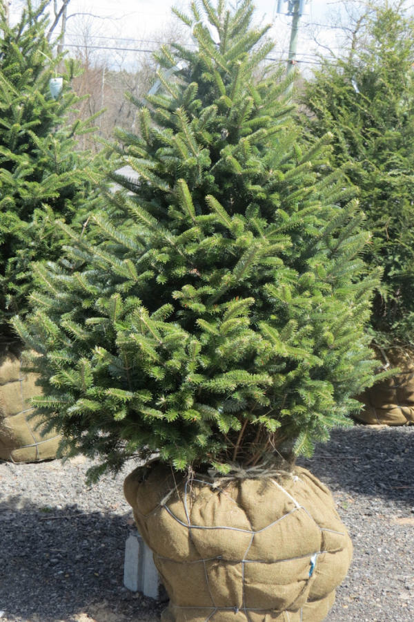 Abies balsamea