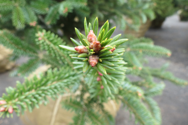Abies balsamea