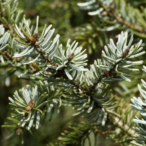 Abies concolor