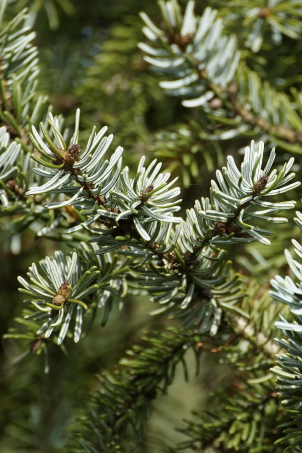 Abies concolor