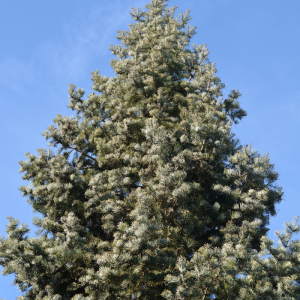 Abies concolor
