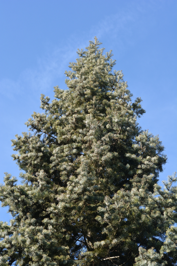 Abies concolor