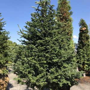 Abies fraseri