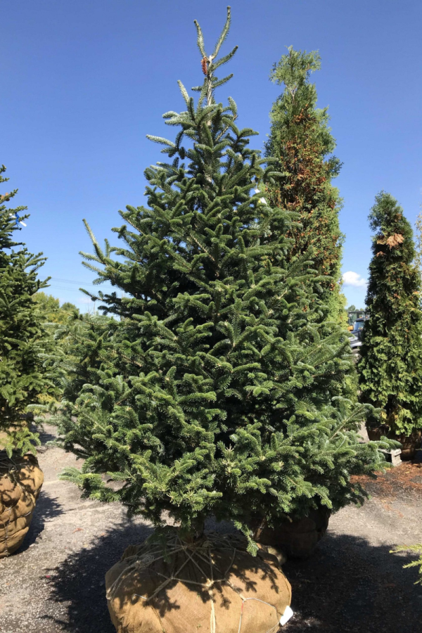 Abies fraseri