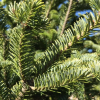 Abies fraseri