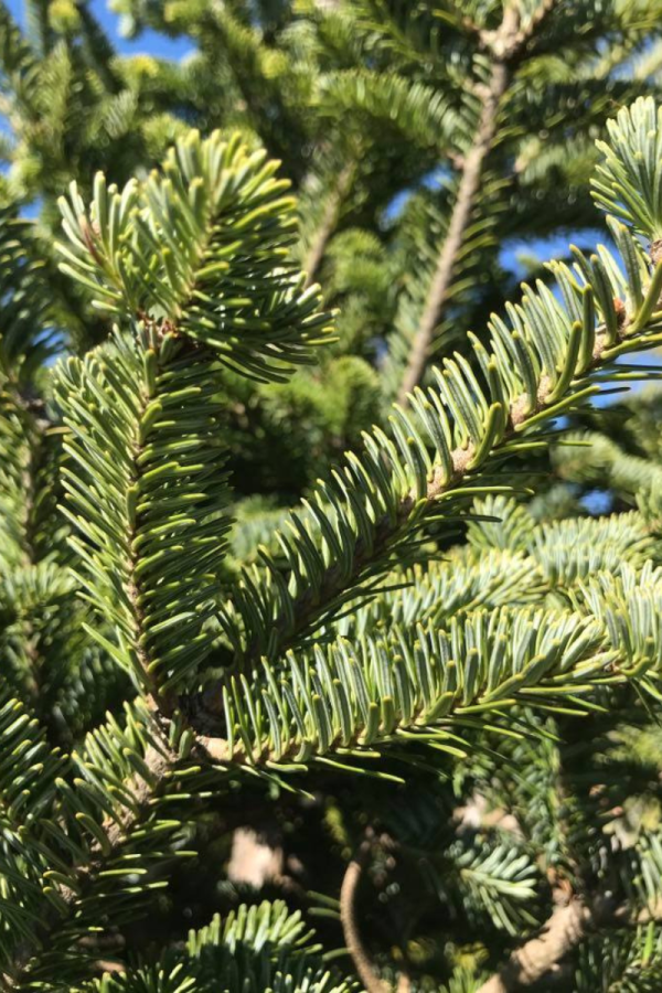 Abies fraseri