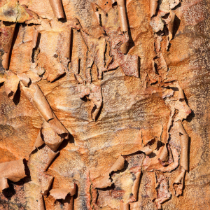 Acer griseum
