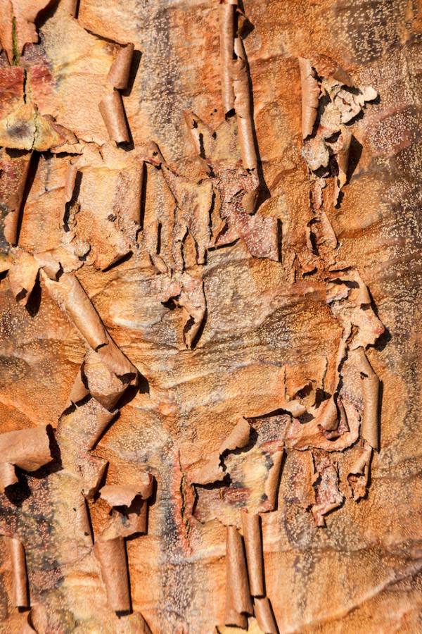 Acer griseum