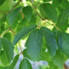 Acer griseum