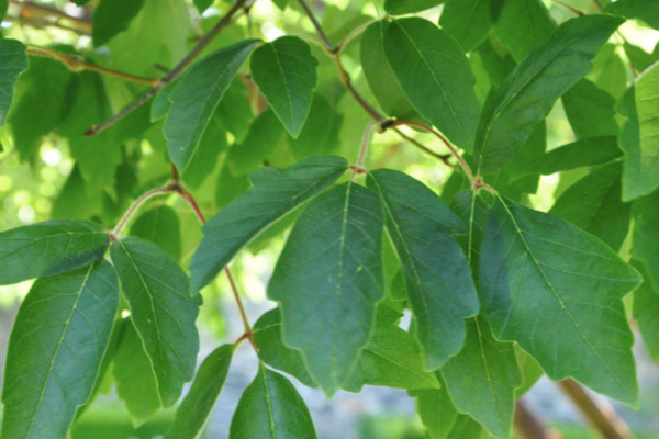 Acer griseum