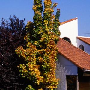 Acer platanoides 'Columnare'