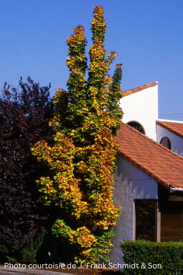 Acer platanoides 'Columnare'