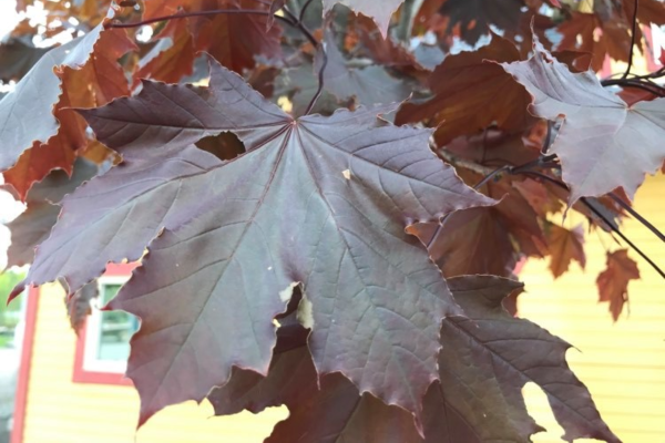 Acer platanoides 'Crimson King'