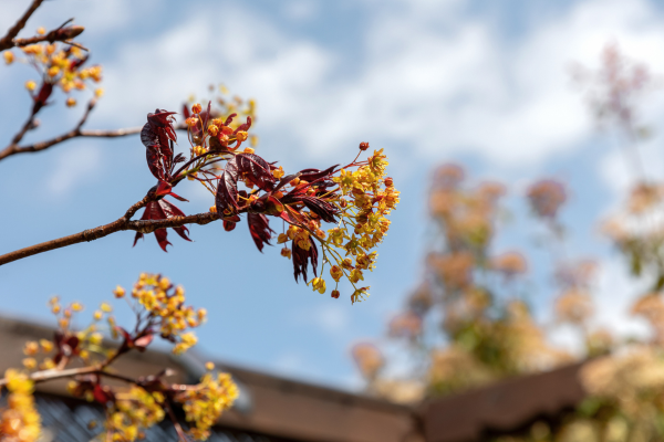 Acer platanoides 'Crimson King'
