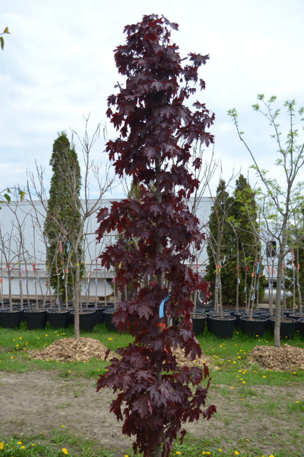 Acer platanoides 'Crimson Sentry'