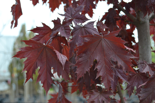 Acer platanoides 'Crimson Sentry'
