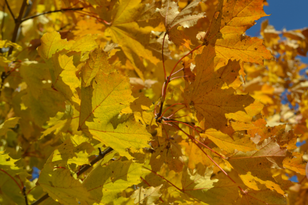 Acer platanoides 'Deborah'