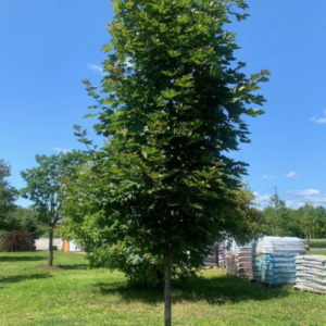 Acer platanoides 'Deborah'