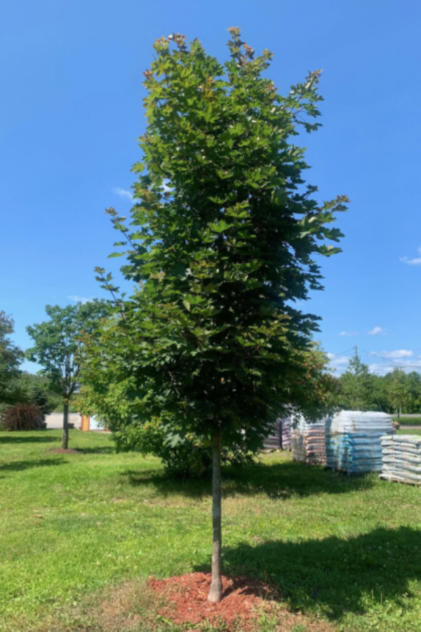 Acer platanoides 'Deborah'