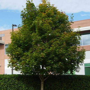 Acer platanoides 'Emerald Queen'