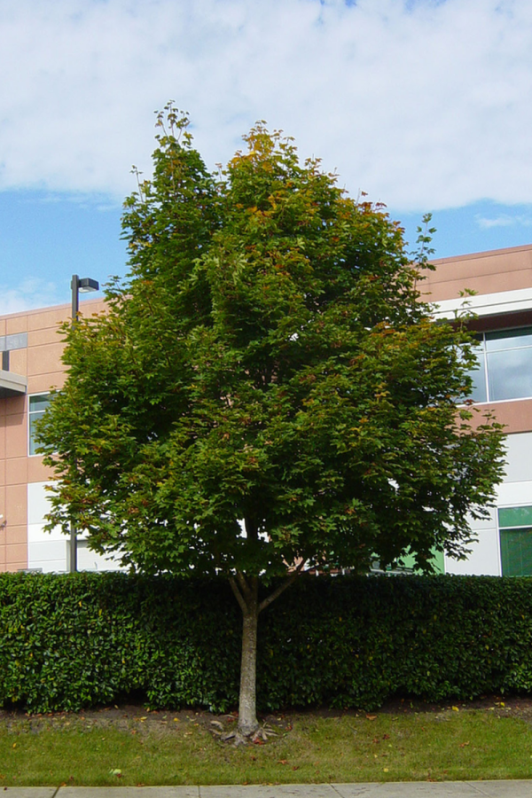 Acer platanoides 'Emerald Queen'