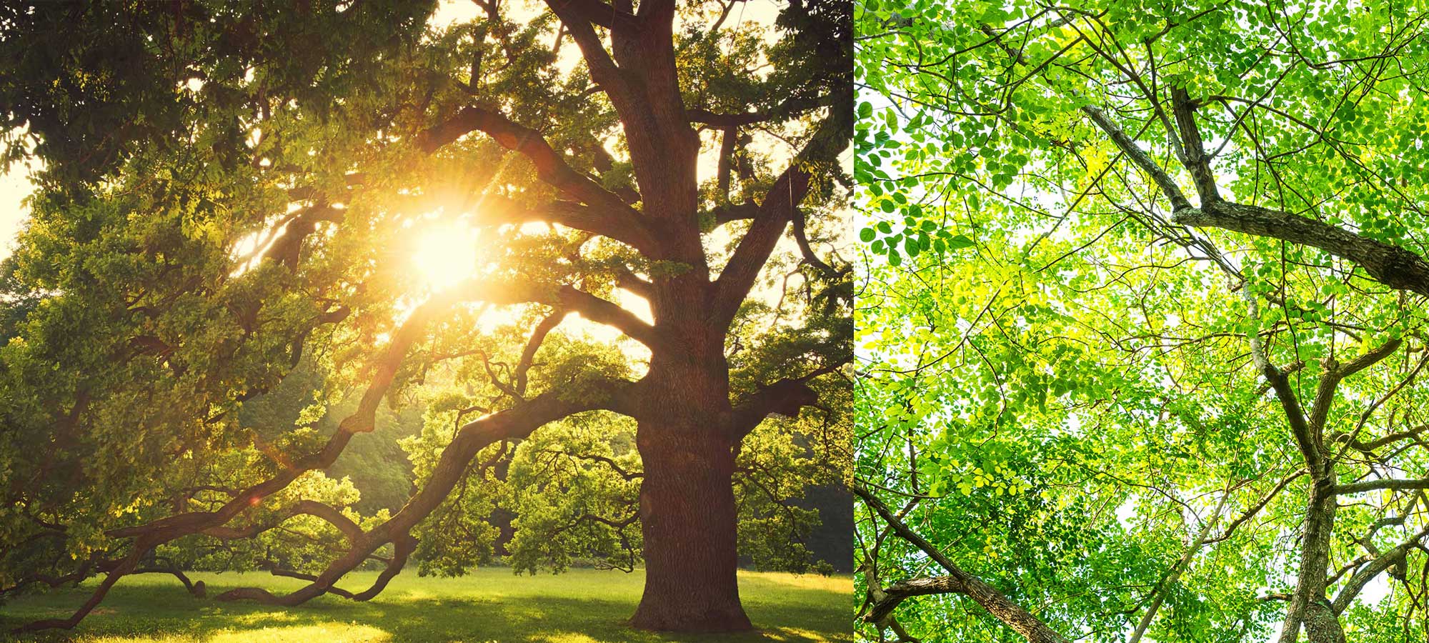 arbre mature