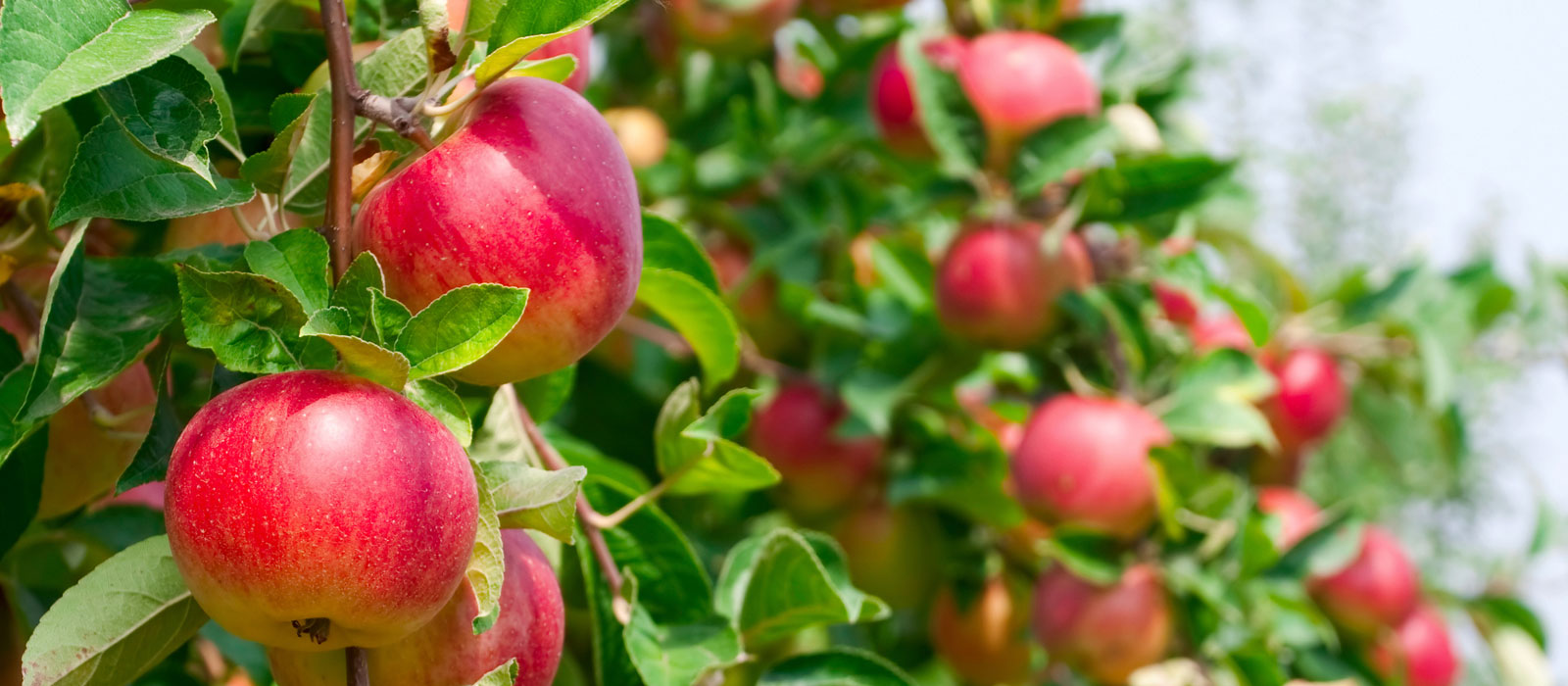 arbres fruitiers pépinière