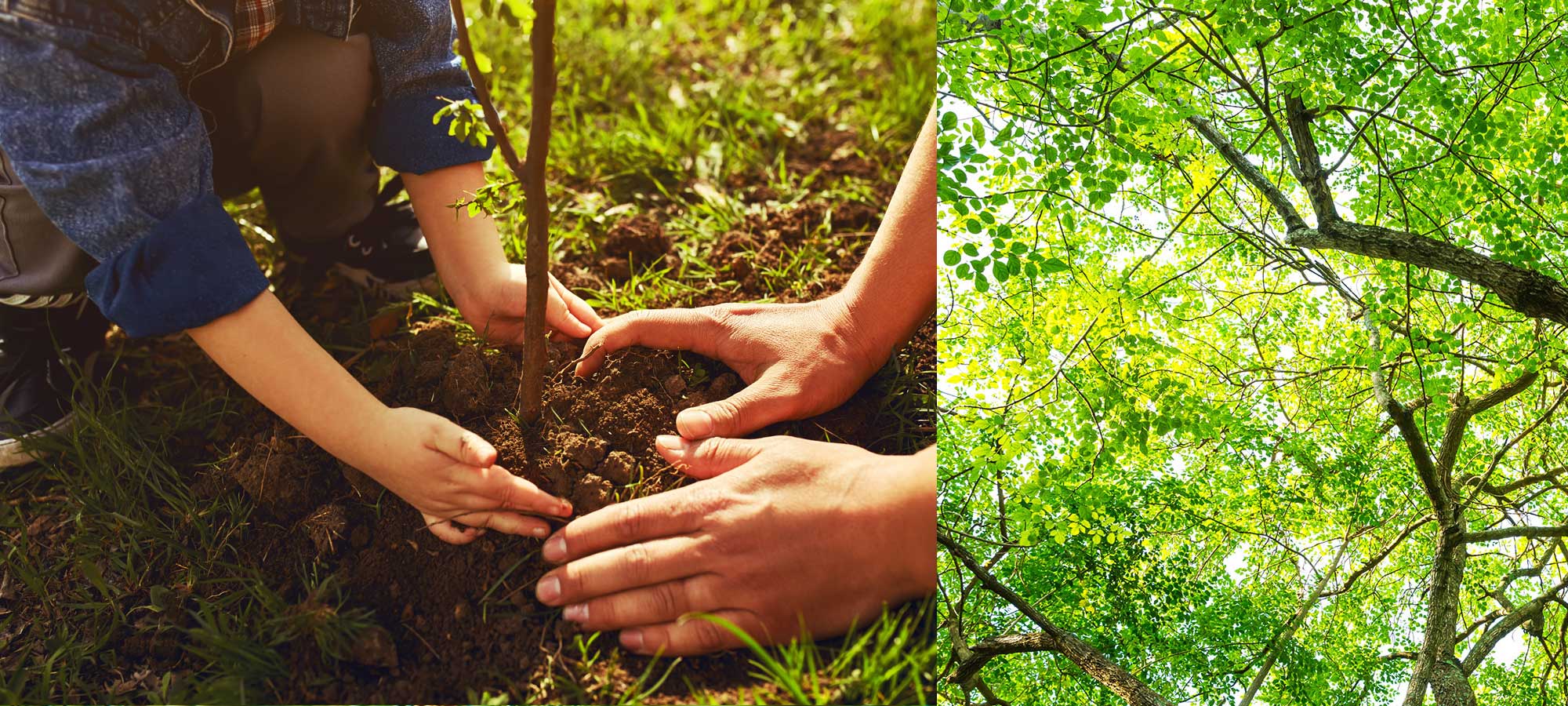 conseils de plantations et d'horticulture