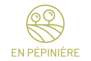 arbre en pépinière