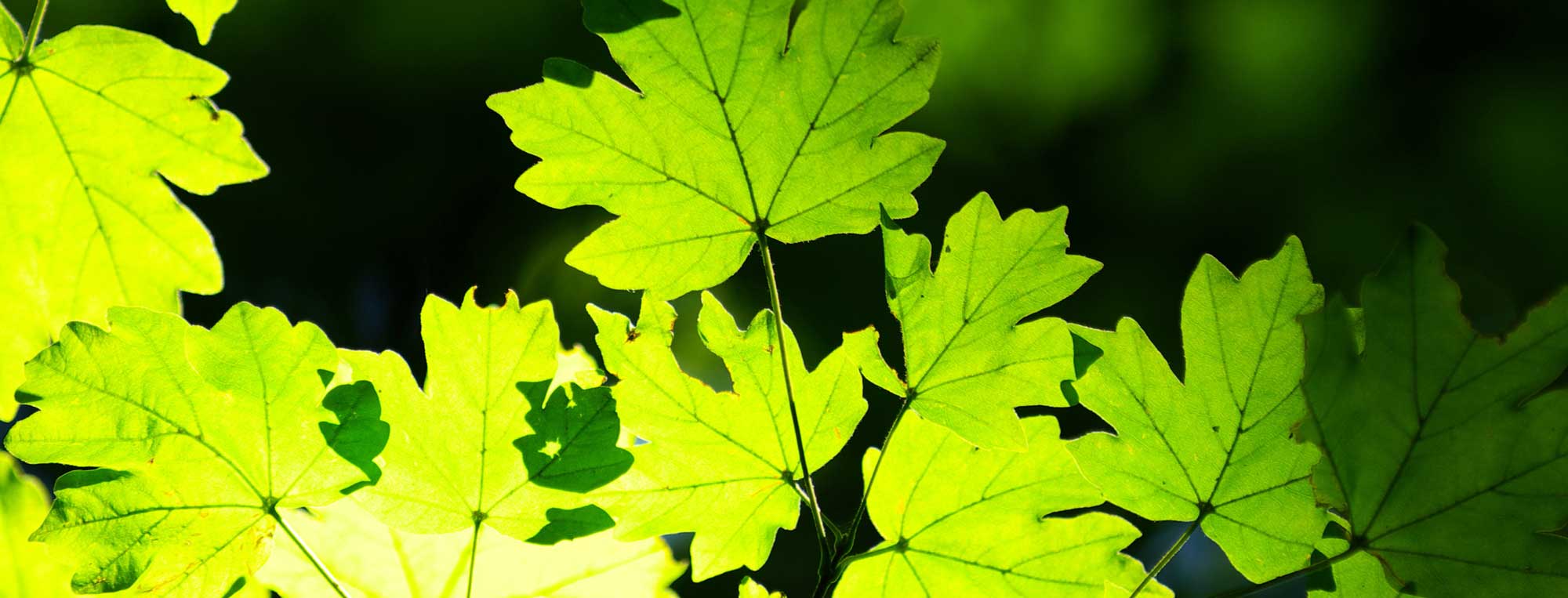 feuillus arbres